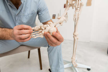 Doctor man pointing on leg of human skeleton anatomical model. Physiotherapist explaining joints model. Chiropractor or osteopath points to the skeleton of human body. Bones anatomy close upの写真素材