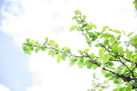 Lush green leaf, purity nature background. Green leaves on elm tree. Nature spring and summer banner. Plants against the blue sky concept. Trees branch isolated on white backgroundの写真素材