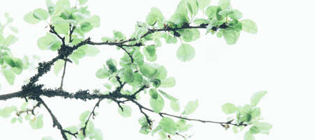 Lush green leaf, purity nature background. Green leaves on elm tree. Nature spring and summer banner. Plants against the blue sky concept. Trees branch isolated on white backgroundの写真素材