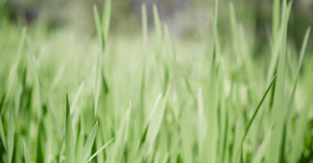 Green grass texture as background. Perspective view and selective focus. artistic abstract spring or...