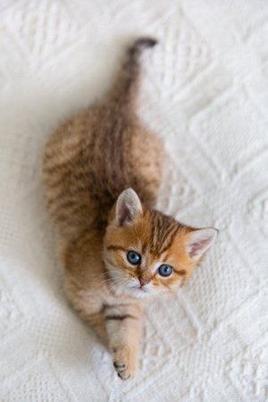 beautiful red kitten on a white plush blanket. High quality photo