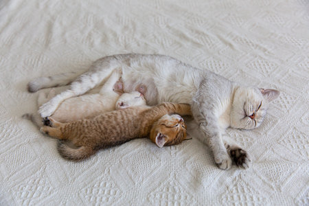 Cat with kittenの写真素材