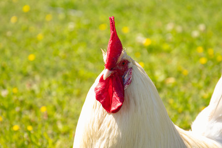 rooster on land
