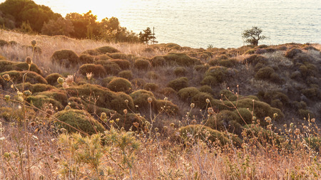 Orange Sunset Over the Grass Fields and Wild Flowers in Late Summer.Beautiful Landscape.Lesvos Island,Greeceの写真素材