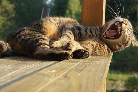 Cat yawning, but it also looks like it is laughing really hardの写真素材