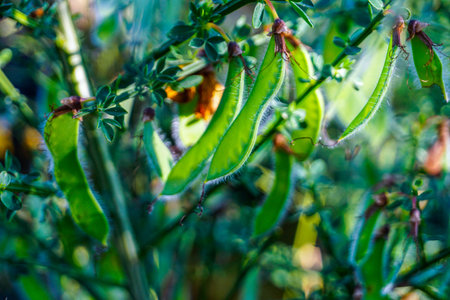 Broom Seeds