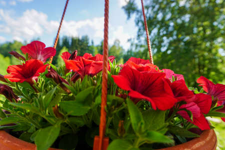 red pansies flowersの写真素材