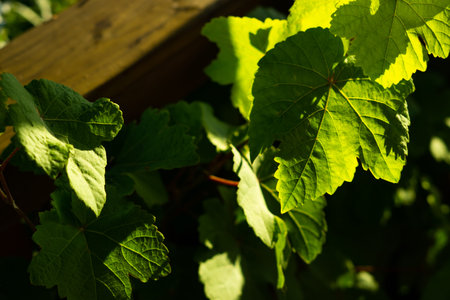 green wine leaves in detail