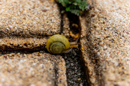 garden banded snailの写真素材
