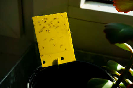some dark-winged fungus gnats are stuck on a yellow sticky trapの写真素材