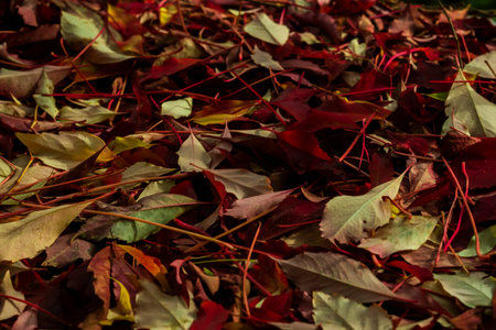 red autumn leavesの写真素材