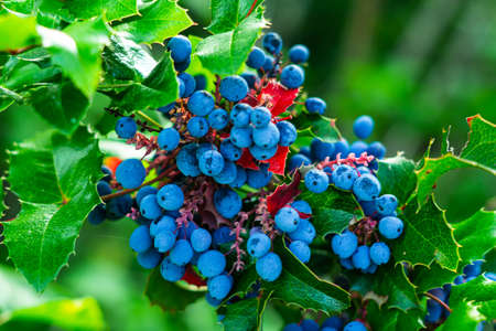 Blue Oregon grapeの写真素材