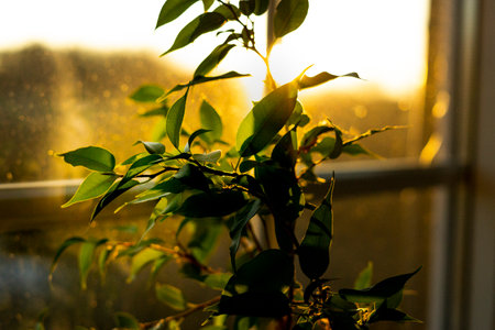 benjamin fig house plantの写真素材