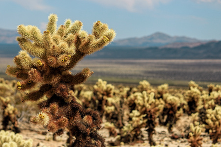 Joshua Tree National Park, Mojave Desert, Californiaの写真素材