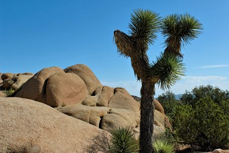 Joshua Tree National Park, Mojave Desert, Californiaの写真素材