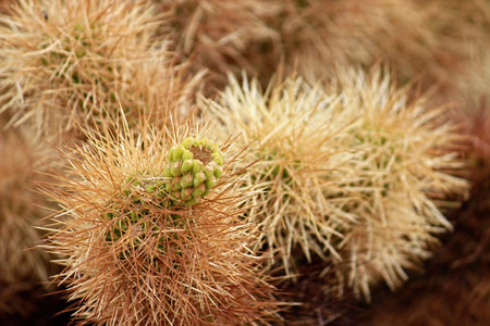 Amazing nature of the Joshua Tree National Park which is part of dry Mojave Desert in California....