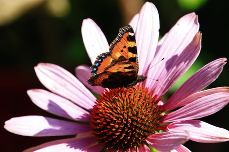 Closeup butterfly on flower, Germanyの写真素材