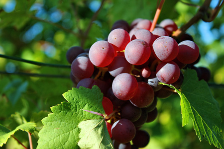 Grapes in Vineyard, Autumn, Suedbaden, Germanyの写真素材