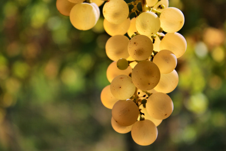 Grapes in Vineyard, Autumn, Suedbaden, Germanyの写真素材