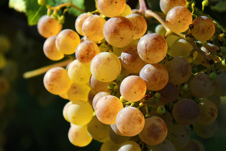 Grapes in Vineyard, Autumn, Suedbaden, Germanyの写真素材