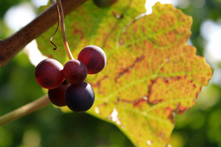Grapes in Vineyard, Autumn, Suedbaden, Germanyの写真素材