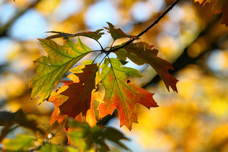 Beautiful yellow, orange and red autumn leaves, Suedbaden, Germany