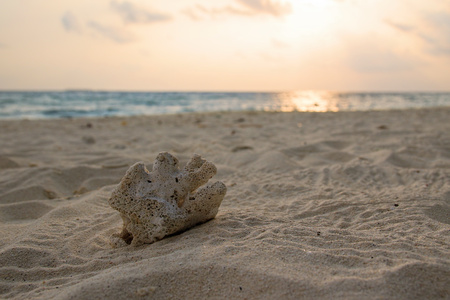 Coral found on the beach of Ukulhas, Maldivesの写真素材