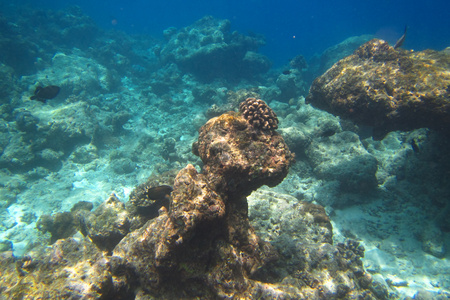 Underwater reef with fishes and corals on Ukulhas, Maldivesの写真素材