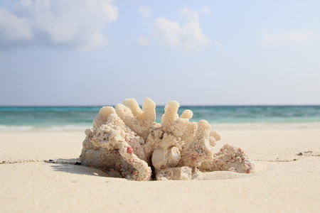 Coral found on the beach of Ukulhas, Maldivesの写真素材