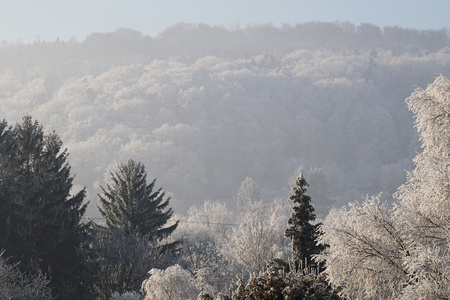 Winter landscape of snowy tree after frost came in over night, Germanyの写真素材
