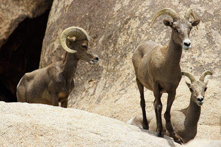 Desert Bighorn Sheeps in the Joshua Tree Nationalpark, USAの写真素材