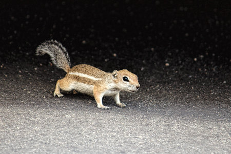White-tailed Antelope Squirrel in the Joshua Tree National Park, USA