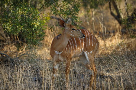 Antelopes in the Kruger National Park, South Africaの写真素材