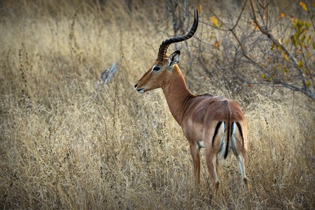 Antelopes in the Kruger National Park, South Africaの写真素材