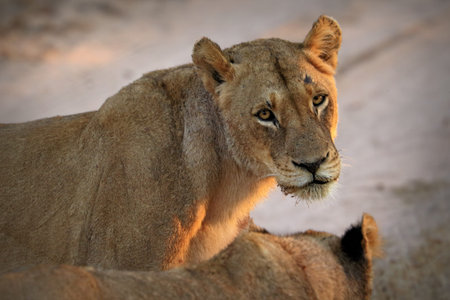 Close up of lion in the Kruger National Park, South Africa