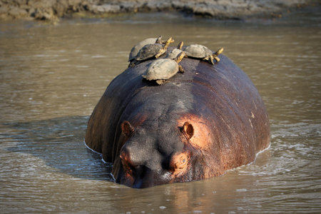 Hippopotamus with turtles on the back swimming in Sabie River, Kruger National Park, South Africaの写真素材