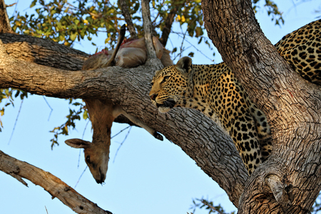A leopard eating an antelope on a tree, Kruger National Park, South Africaの写真素材