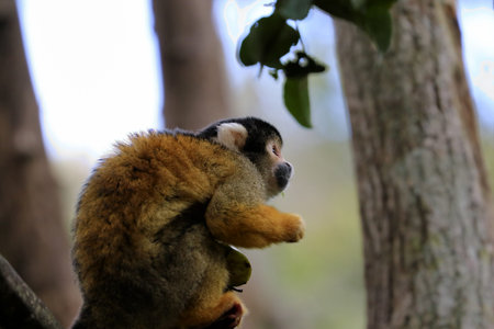 Black-capped squirrel monkey, South Africa