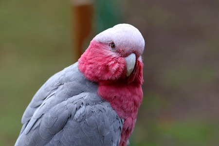 Closeup of a parrot, South Africaの写真素材