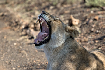 Tired lion in the Kruger National Park, South Africa