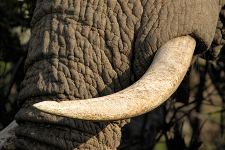Close up of Elephants in the Addo Elephants National Park, South Africa.の写真素材
