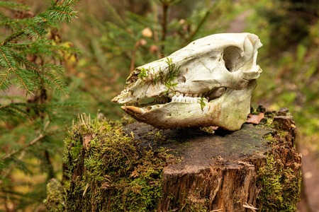 Hiking impression in the Black Forest along the Roetenbach in Autumn, Germany. Magical Autumn Forrest. Colorful Fall Leaves. Romantic Background.の写真素材