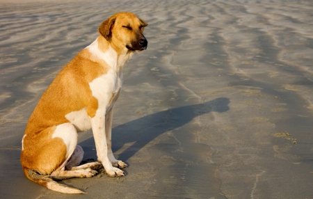 Dog relaxing in the morning sunの写真素材