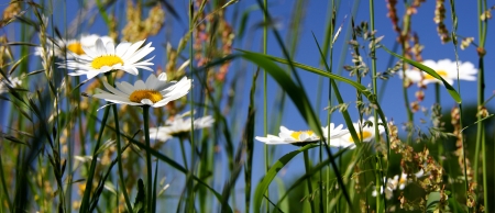grasslandの写真素材