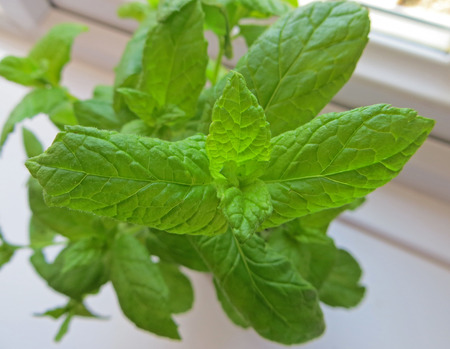 Mint Leaves                              の写真素材