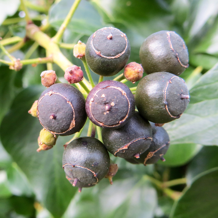Ivy Black Berries Bunchの写真素材