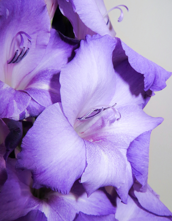 Gladioli Flower Funnel Shapedの写真素材