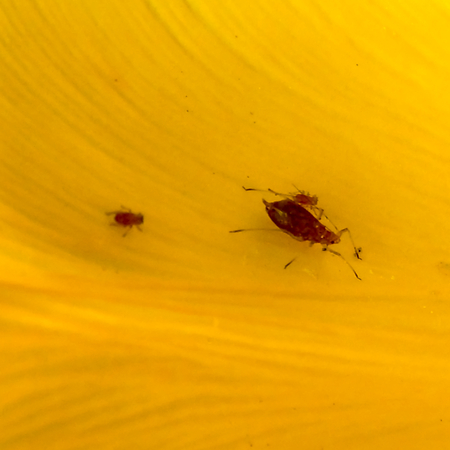 Red Aphid and Young on Tulip Petalの写真素材