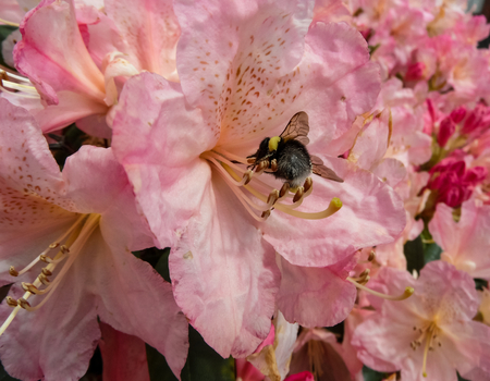 Pink Azalea With Bumble Beeの写真素材
