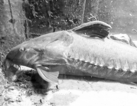 Ripsaw Catfishの写真素材